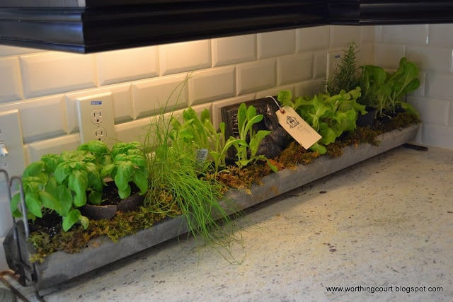 fresh herbs in metal container with moss in a kitchen via Worthing Court blog