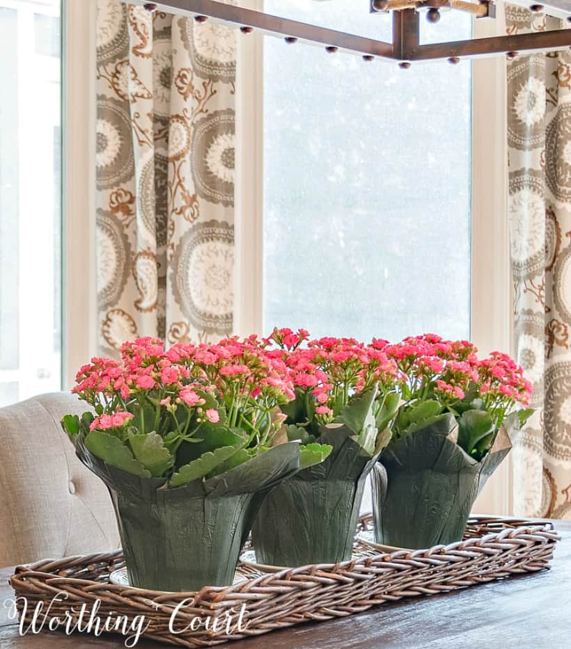 3 blooming grocery store plants in a long tray