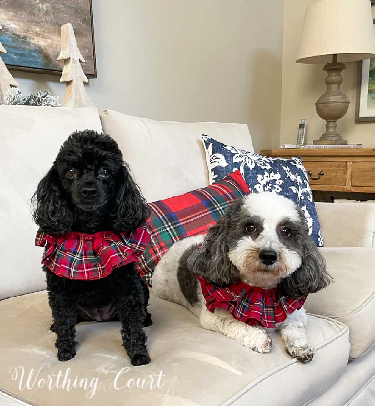 black toy poodle and white shipoo with Christmas collars itting on couch