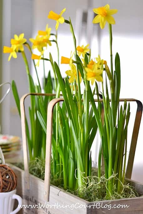 Yellow daffodils in the kitchen.