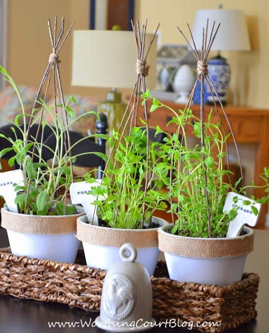 Up close picture of the herbs in white pots.