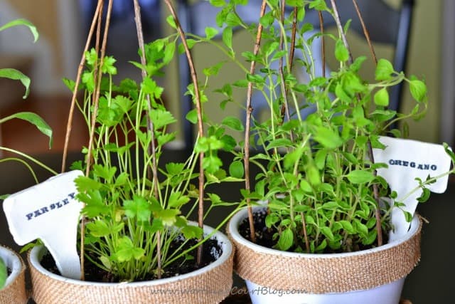 The green herbs in pots.
