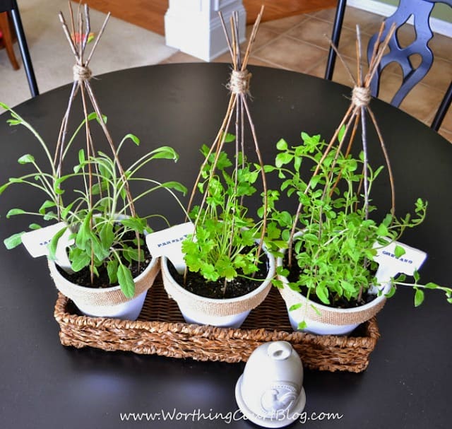 Three potted planters of herbs on the table.