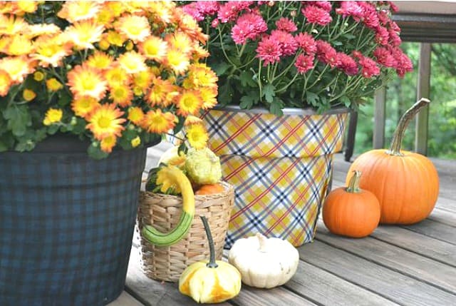 Cover inexpensive clay pots with plaid fabric for a great way to display mums during the fall