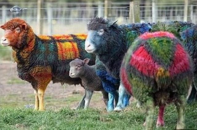 Plaid sheep.