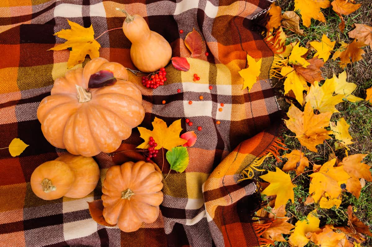plaid fall throw blanket with pumpkins and fall leaves on it
