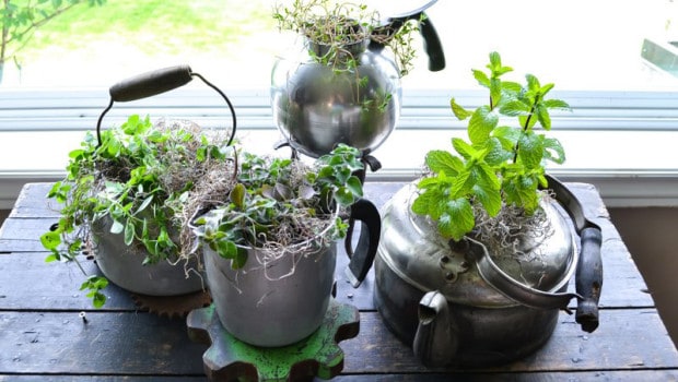 Plant herbs in old pots and kettles for an eye-catching display. A great way to use those old pots and containers that are laying around and gathering dust.