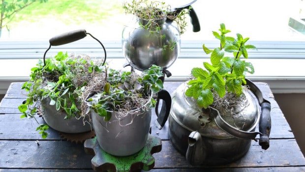 Plant herbs in old pots and kettles for an eye-catching display. A great way to use those old pots and containers that are laying around and gathering dust.