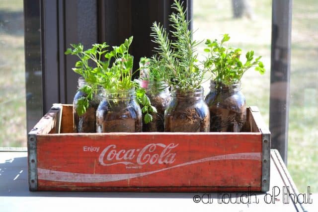 Plant herbs in mason jars and group together in a tray