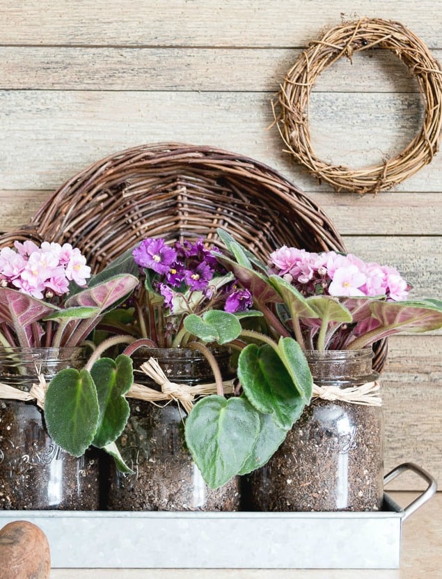 Mason jars planted with lavender viotets.