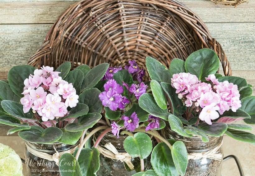 Three mason jars plants with purple and pink violets.