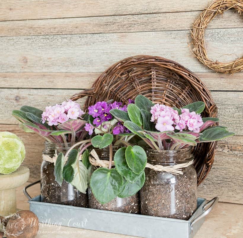 A pretty vignette of mason jars filled with purple and pink violets.