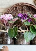 mason jars planted with purple and pink violets