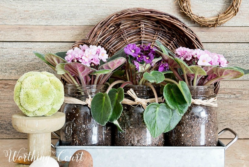 mason jars planted with purple and pink violets