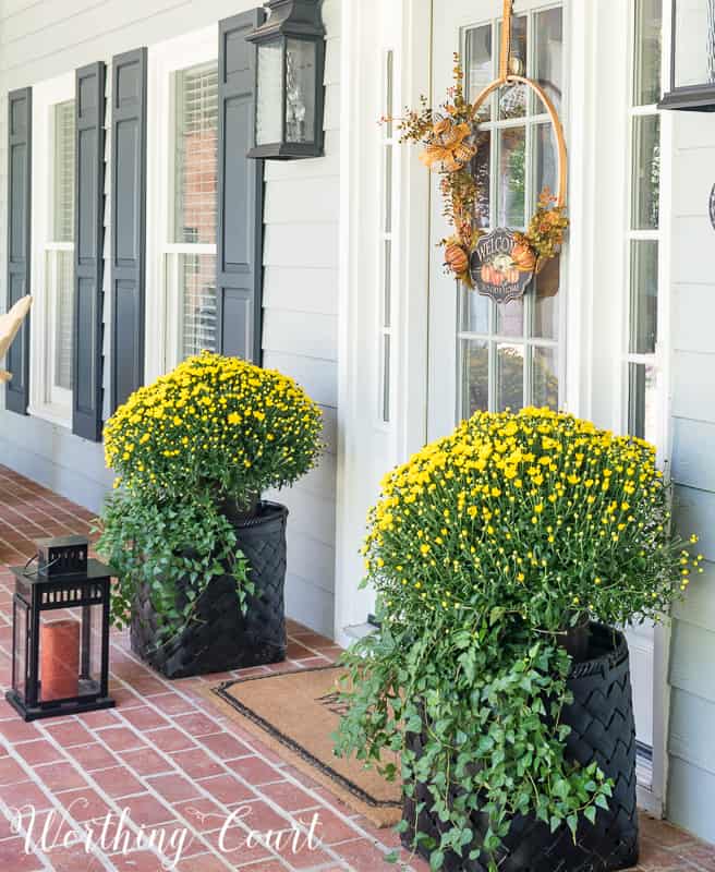 Fall mums and English ivy in baskets #FallDecor #PorchDecor #Mums || Worthing Court