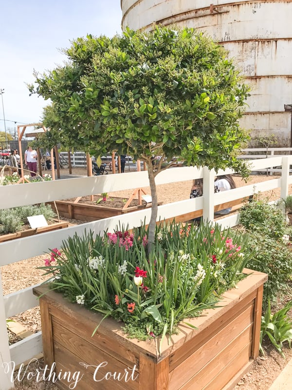 Gardening idea at Magnolia Market #fixerupper #gardening #gardenideas #flowers