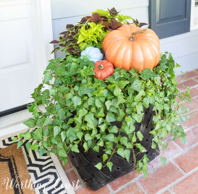 Basket with ivy decorated for fall with pumpkins and coleus.