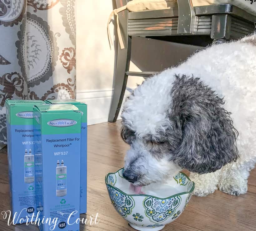 FiltersFast Refrigerator Filter with the dog drinking from the bowl of fresh water.