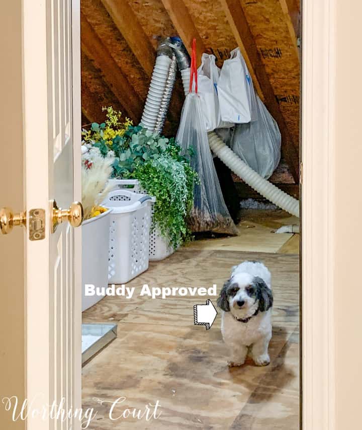 black and white dog standing at entrance to walk in attic