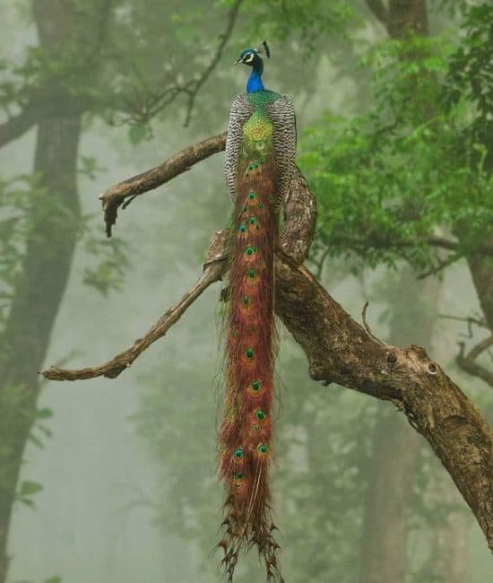 photo of peacock on a tree branch in a forest