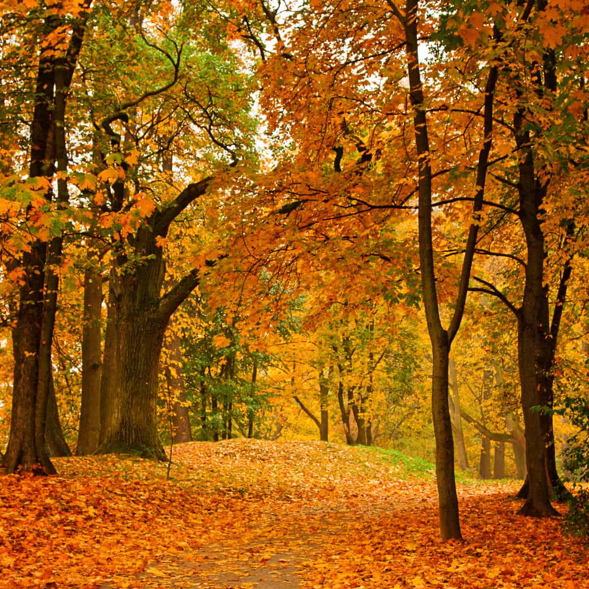 a fall aesthetic picture of a pathway through the woods with fall trees