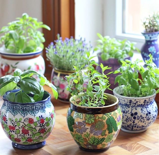 Chinoiserie style ceramic pots filled with herbs planted in dirt in front of a sunny window.