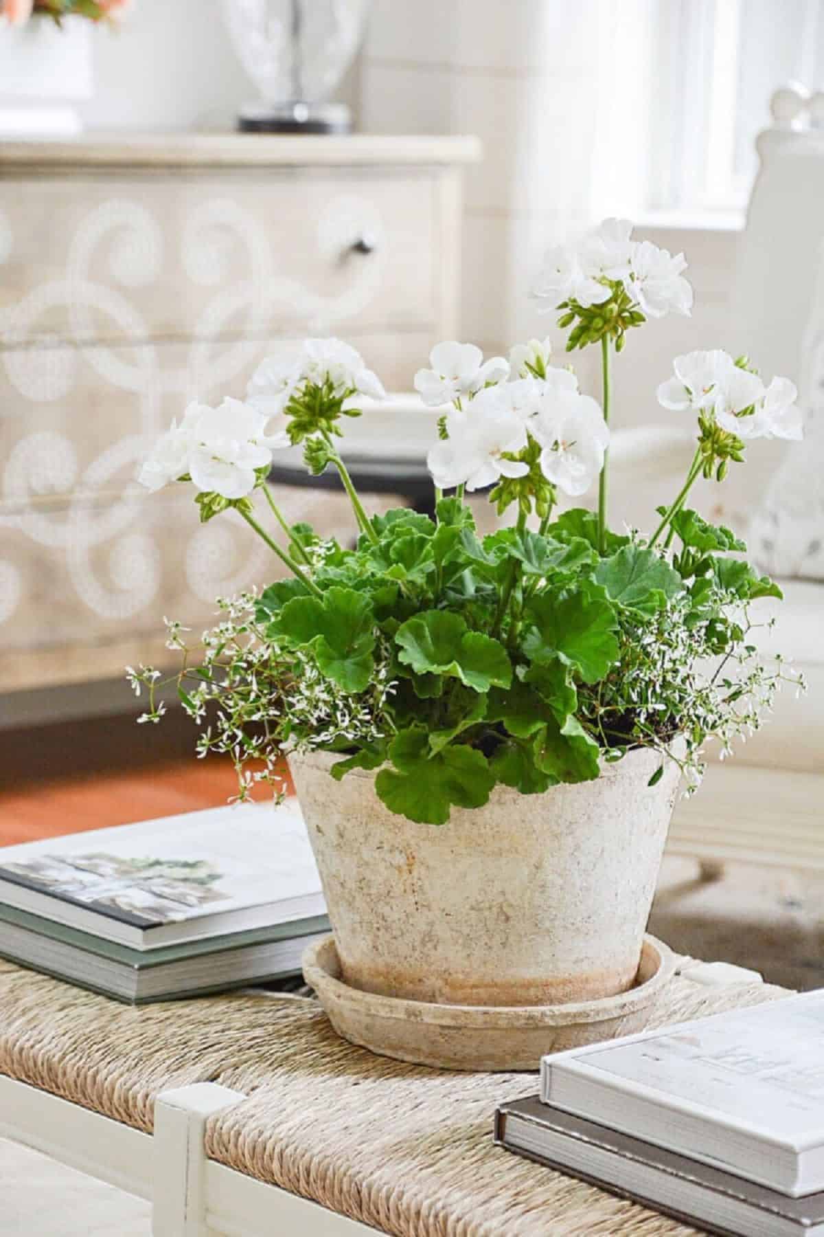 aged planter filled with white geraniums and small white flowers on a coffee table