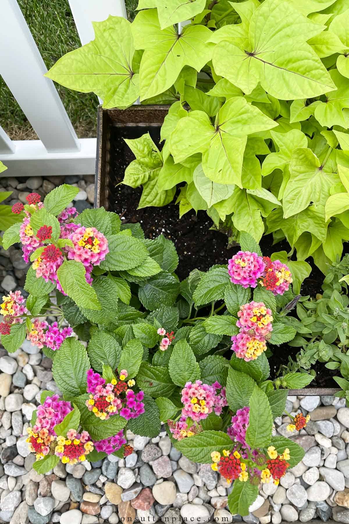 overhead view of plants and flowers in containers
