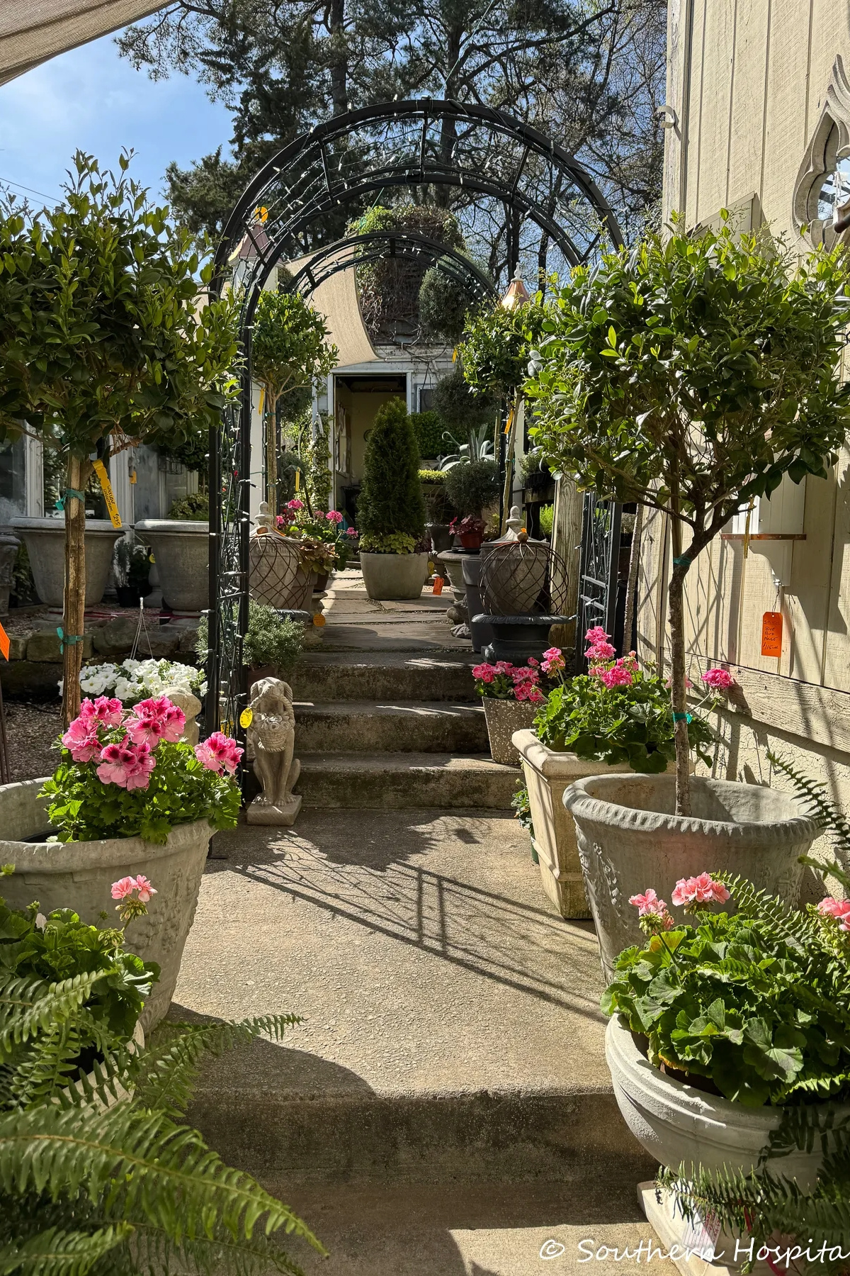 multiple types of concrete planters filled with flowers, boxwoods, and topiaries on an alleyway in a garden