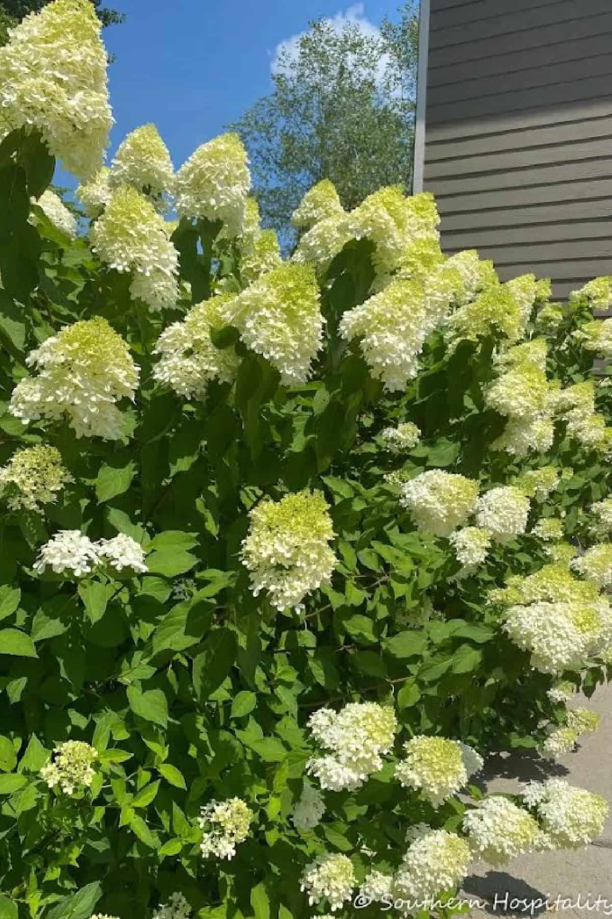 limelight hydrangea bush