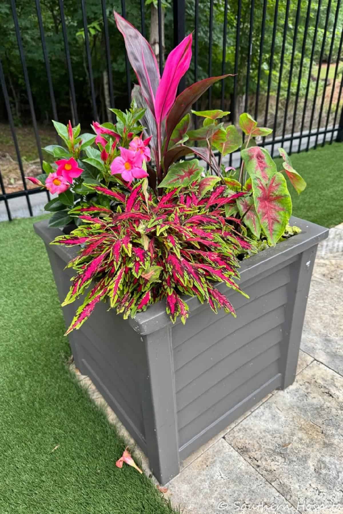 variety of pink and green plants and flowers in a square gray outdoor planter