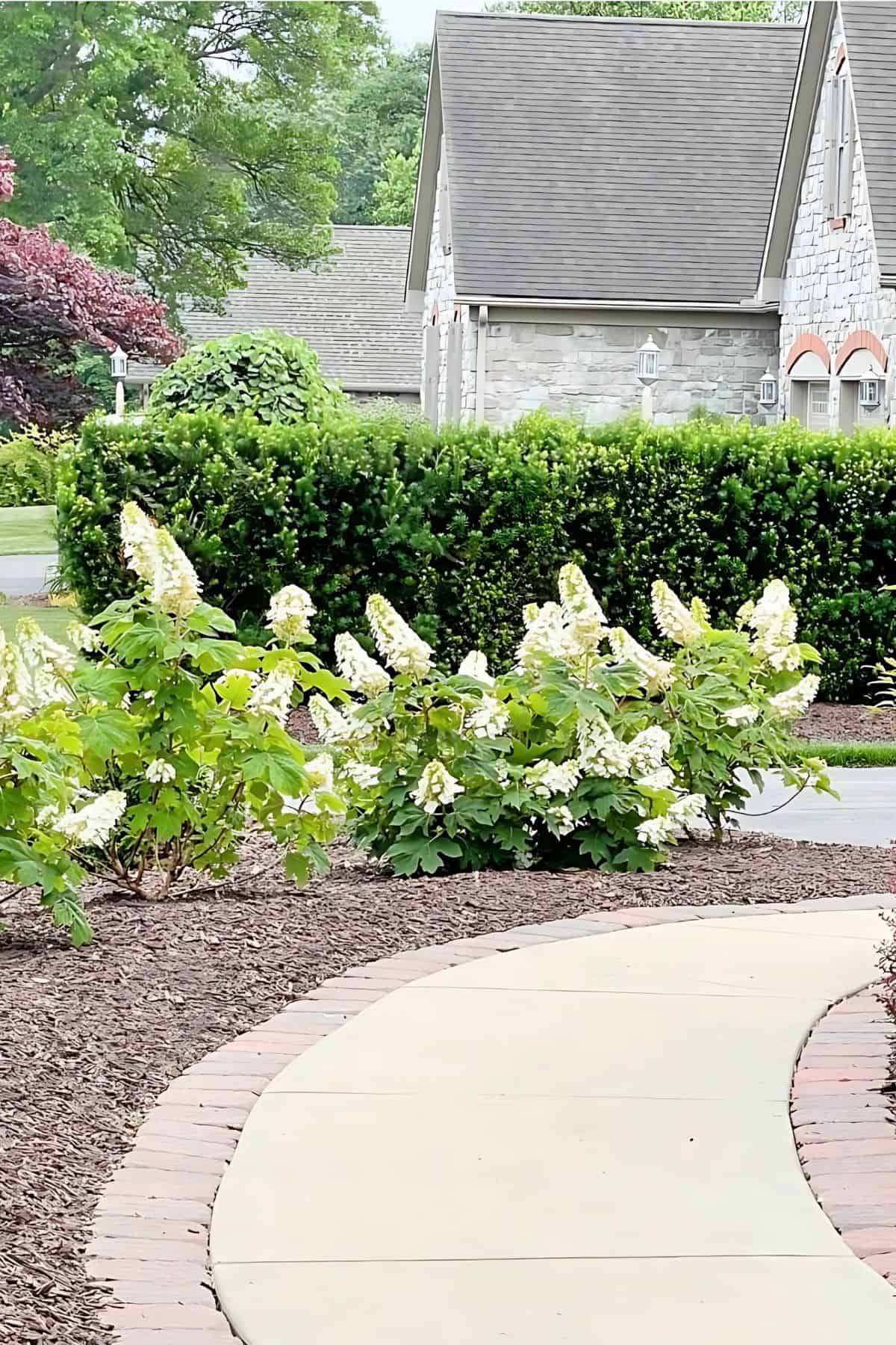 row of limelight hydrangeas along a curved sidewalk