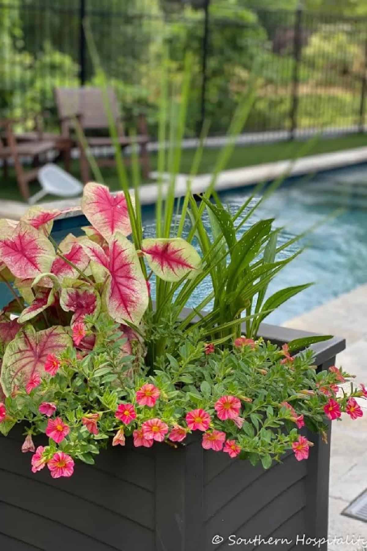 black container filled with pink and green flowers beside a swimming pool