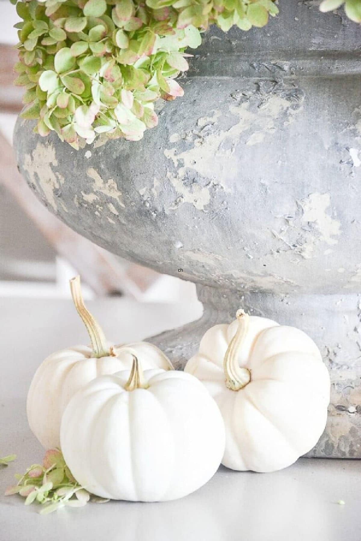 white mini pumpkins beside an aged concrete urn filled with limelight hydrangeas