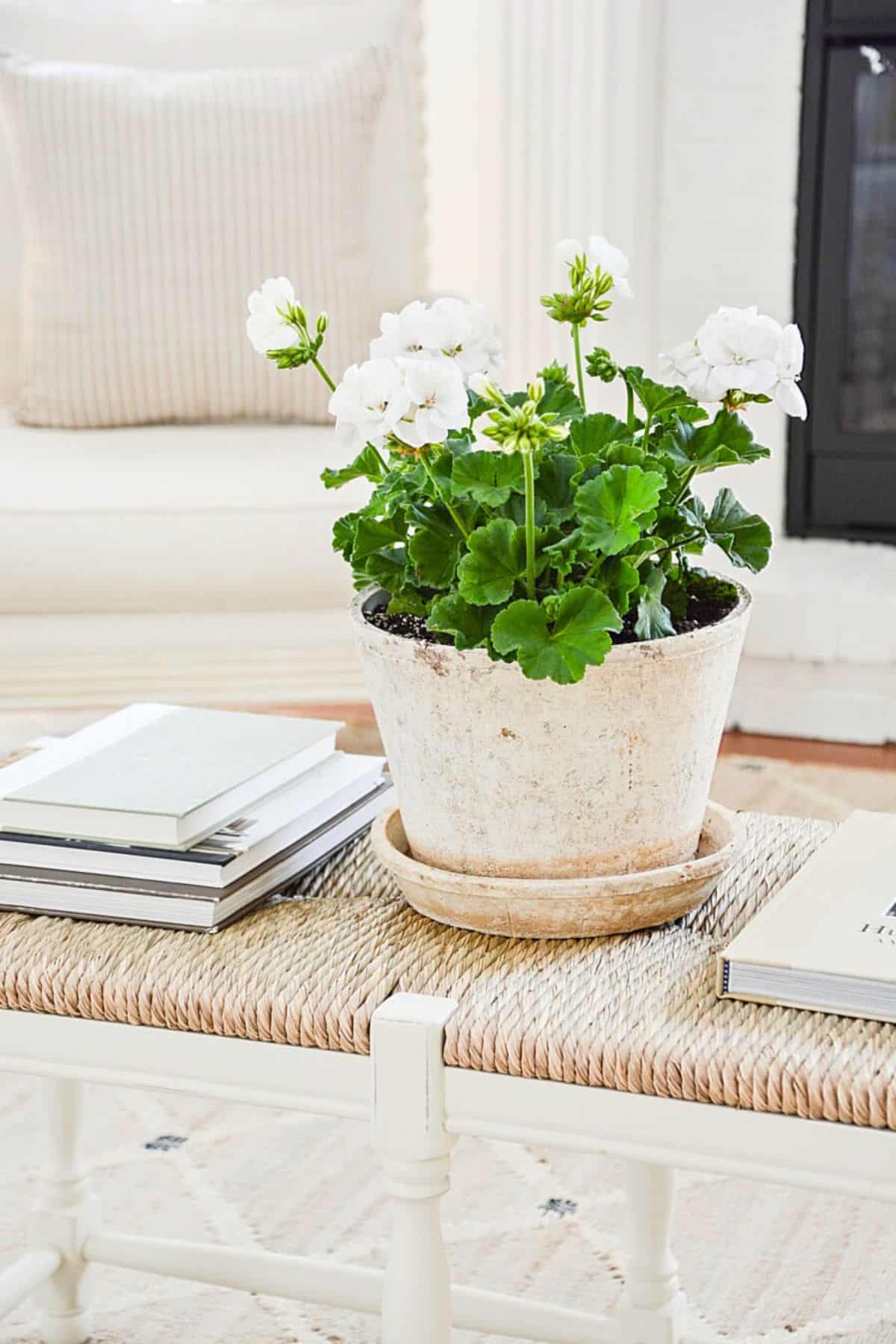 How to Decorate indoors with Summer Plants